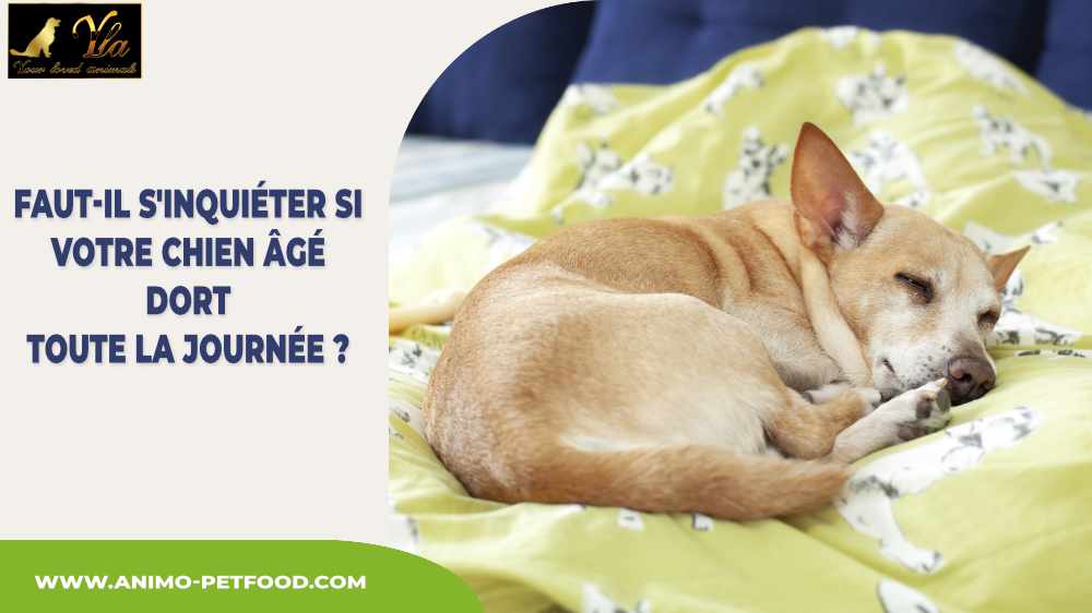 faut-il-s-inquieter-si-votre-chien-age-dort-toute-la-journee